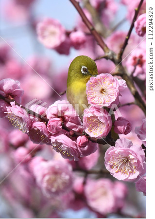 A white-eye who has the red plum tree all to himself in full bloom (spring image) 112294329
