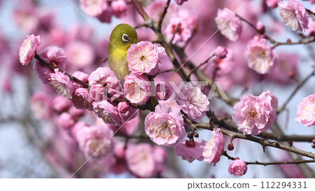 A white-eye who has the red plum tree all to himself in full bloom (spring image) 112294331