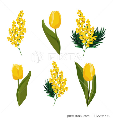 Spring isolated yellow tulips and mimosa. Vector clipart with flowers for design card, banner 112294340