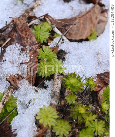 Melting snow and wildflowers 112294409