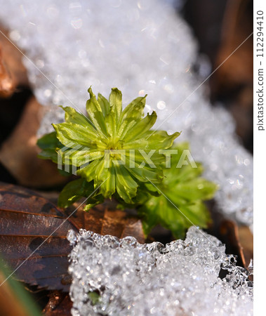 Melting snow and wildflowers 112294410