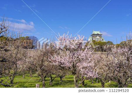 Morning view of the Osaka Castle tower from the plum grove of Osaka Castle 112294520