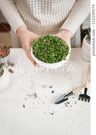 Woman holding potted Senecio Rowley house Plant in white ceramic pot 112294574