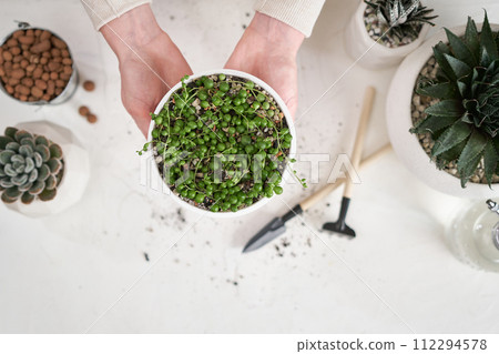 Woman holding potted Senecio Rowley house Plant in white ceramic pot Woman holding potted Senecio Rowley house Plant in white ceramic pot 112294578