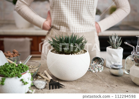 Woman holding Aloe Aristata house plant with roots for replanting 112294598