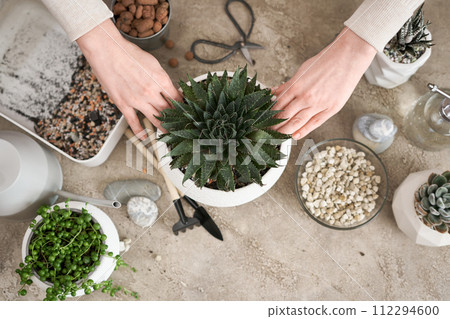 Woman holding Aloe Aristata house plant with roots for replanting Woman holding Aloe Aristata house plant with roots for replanting 112294600