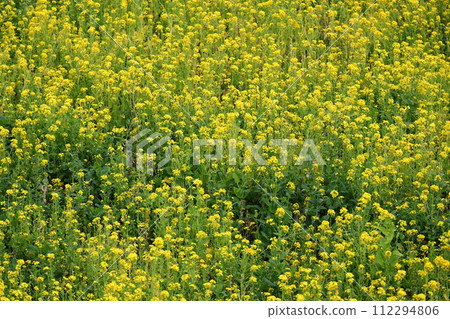 Rape blossoms that herald the arrival of spring Rape blossoms that herald the arrival of spring 112294806