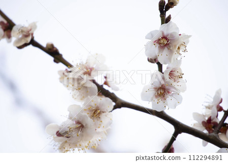 Fantastic plum blossom 112294891