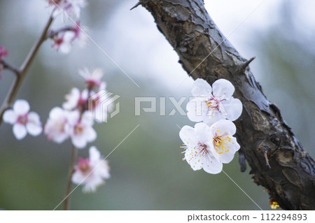 Early spring plum blossoms 112294893