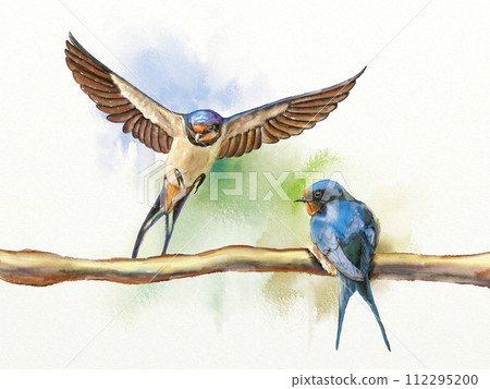 Two barn swallows 112295200