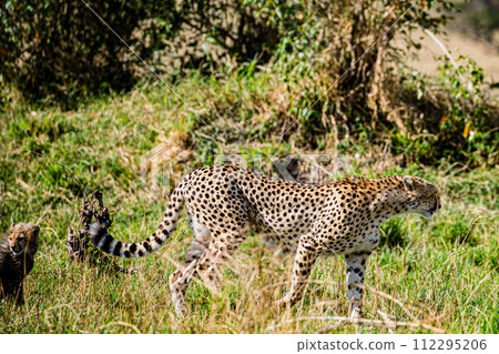 Cheetah Cub Big Five Cat Wildlife Wild Animals Savannah Grassland Wilderness Landscape Great Rift Valley Maasai Mara National Game Reserve Park Narok County Kenya East Africa 112295206
