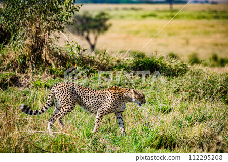 Cheetah Cub Big Five Cat Wildlife Wild Animals Savannah Grassland Wilderness Landscape Great Rift Valley Maasai Mara National Game Reserve Park Narok County Kenya East Africa 112295208