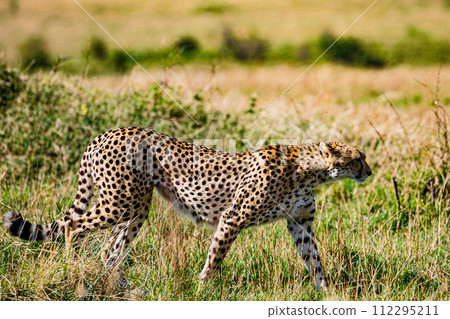 Cheetah Cub Big Five Cat Wildlife Wild Animals Savannah Grassland Wilderness Landscape Great Rift Valley Maasai Mara National Game Reserve Park Narok County Kenya East Africa 112295211