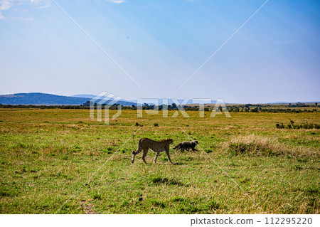 Cheetah Cub Big Five Cat Wildlife Wild Animals Savannah Grassland Wilderness Landscape Great Rift Valley Maasai Mara National Game Reserve Park Narok County Kenya East Africa 112295220