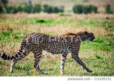 Cheetah Cub Big Five Cat Wildlife Wild Animals Savannah Grassland Wilderness Landscape Great Rift Valley Maasai Mara National Game Reserve Park Narok County Kenya East Africa Cheetah Cub Big Five Cat Wildlife Wild Animals Savannah Grassland Wilderness Landscape Great Rift Valley Maasai Mara National Game Reserve Park Narok County Kenya East Africa 112295232
