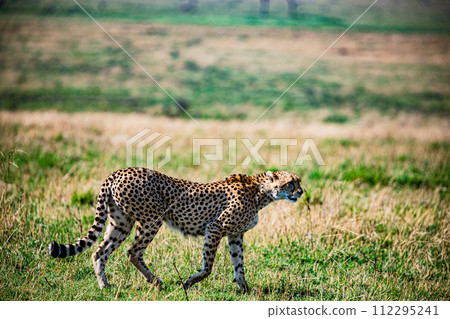 Cheetah Cub Big Five Cat Wildlife Wild Animals Savannah Grassland Wilderness Landscape Great Rift Valley Maasai Mara National Game Reserve Park Narok County Kenya East Africa 112295241