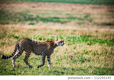 Cheetah Cub Big Five Cat Wildlife Wild Animals Savannah Grassland Wilderness Landscape Great Rift Valley Maasai Mara National Game Reserve Park Narok County Kenya East Africa 112295245