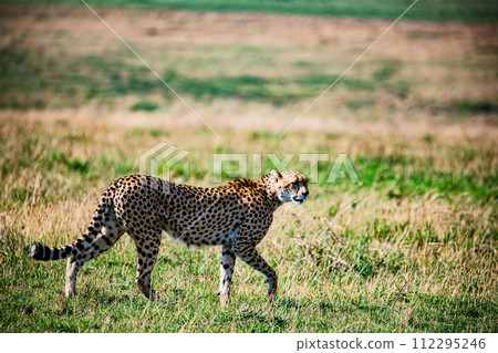 Cheetah Cub Big Five Cat Wildlife Wild Animals Savannah Grassland Wilderness Landscape Great Rift Valley Maasai Mara National Game Reserve Park Narok County Kenya East Africa 112295246