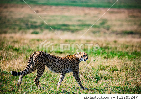 Cheetah Cub Big Five Cat Wildlife Wild Animals Savannah Grassland Wilderness Landscape Great Rift Valley Maasai Mara National Game Reserve Park Narok County Kenya East Africa 112295247
