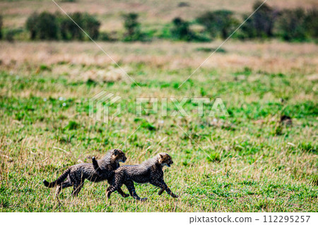 Cheetah Cub Big Five Cat Wildlife Wild Animals Savannah Grassland Wilderness Landscape Great Rift Valley Maasai Mara National Game Reserve Park Narok County Kenya East Africa 112295257