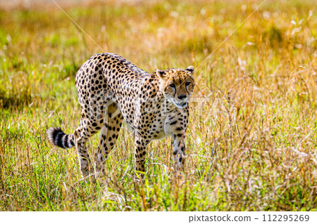 Cheetah Cub Big Five Cat Wildlife Wild Animals Savannah Grassland Wilderness Landscape Great Rift Valley Maasai Mara National Game Reserve Park Narok County Kenya East Africa Cheetah Cub Big Five Cat Wildlife Wild Animals Savannah Grassland Wilderness Landscape Great Rift Valley Maasai Mara National Game Reserve Park Narok County Kenya East Africa 112295269