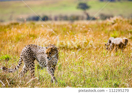 Cheetah Cub Big Five Cat Wildlife Wild Animals Savannah Grassland Wilderness Landscape Great Rift Valley Maasai Mara National Game Reserve Park Narok County Kenya East Africa 112295270