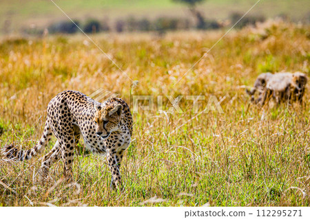 Cheetah Cub Big Five Cat Wildlife Wild Animals Savannah Grassland Wilderness Landscape Great Rift Valley Maasai Mara National Game Reserve Park Narok County Kenya East Africa Cheetah Cub Big Five Cat Wildlife Wild Animals Savannah Grassland Wilderness Landscape Great Rift Valley Maasai Mara National Game Reserve Park Narok County Kenya East Africa 112295271