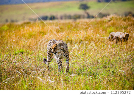 Cheetah Cub Big Five Cat Wildlife Wild Animals Savannah Grassland Wilderness Landscape Great Rift Valley Maasai Mara National Game Reserve Park Narok County Kenya East Africa 112295272