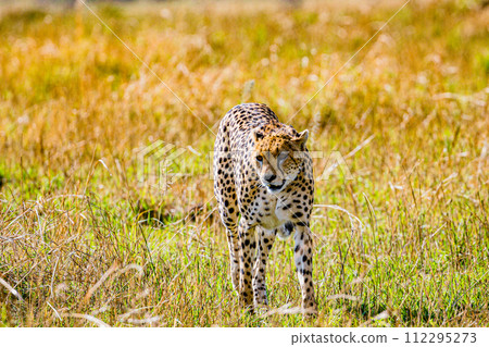 Cheetah Cub Big Five Cat Wildlife Wild Animals Savannah Grassland Wilderness Landscape Great Rift Valley Maasai Mara National Game Reserve Park Narok County Kenya East Africa 112295273