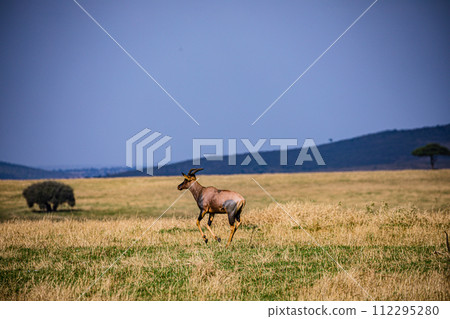 Cheetah Cub Big Five Cat Wildlife Wild Animals Savannah Grassland Wilderness Landscape Great Rift Valley Maasai Mara National Game Reserve Park Narok County Kenya East Africa Cheetah Cub Big Five Cat Wildlife Wild Animals Savannah Grassland Wilderness Landscape Great Rift Valley Maasai Mara National Game Reserve Park Narok County Kenya East Africa 112295280