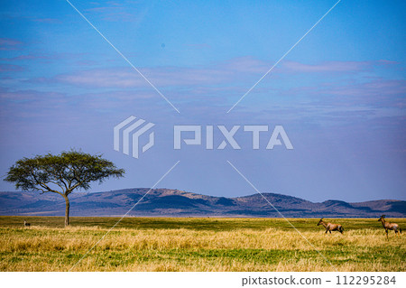 Cheetah Cub Big Five Cat Wildlife Wild Animals Savannah Grassland Wilderness Landscape Great Rift Valley Maasai Mara National Game Reserve Park Narok County Kenya East Africa 112295284