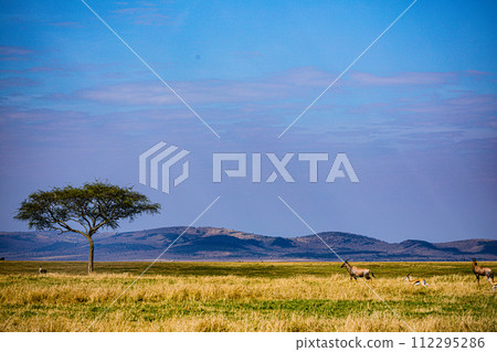 Cheetah Cub Big Five Cat Wildlife Wild Animals Savannah Grassland Wilderness Landscape Great Rift Valley Maasai Mara National Game Reserve Park Narok County Kenya East Africa 112295286