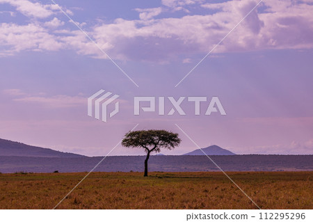 Cheetah Cub Big Five Cat Wildlife Wild Animals Savannah Grassland Wilderness Landscape Great Rift Valley Maasai Mara National Game Reserve Park Narok County Kenya East Africa Cheetah Cub Big Five Cat Wildlife Wild Animals Savannah Grassland Wilderness Landscape Great Rift Valley Maasai Mara National Game Reserve Park Narok County Kenya East Africa 112295296