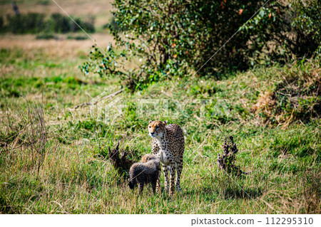 Cheetah Cub Big Five Cat Wildlife Wild Animals Savannah Grassland Wilderness Landscape Great Rift Valley Maasai Mara National Game Reserve Park Narok County Kenya East Africa Cheetah Cub Big Five Cat Wildlife Wild Animals Savannah Grassland Wilderness Landscape Great Rift Valley Maasai Mara National Game Reserve Park Narok County Kenya East Africa 112295310
