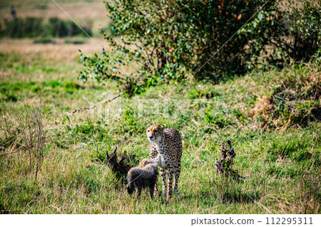 Cheetah Cub Big Five Cat Wildlife Wild Animals Savannah Grassland Wilderness Landscape Great Rift Valley Maasai Mara National Game Reserve Park Narok County Kenya East Africa Cheetah Cub Big Five Cat Wildlife Wild Animals Savannah Grassland Wilderness Landscape Great Rift Valley Maasai Mara National Game Reserve Park Narok County Kenya East Africa 112295311