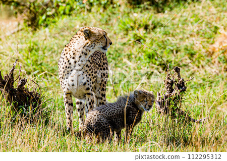 Cheetah Cub Big Five Cat Wildlife Wild Animals Savannah Grassland Wilderness Landscape Great Rift Valley Maasai Mara National Game Reserve Park Narok County Kenya East Africa Cheetah Cub Big Five Cat Wildlife Wild Animals Savannah Grassland Wilderness Landscape Great Rift Valley Maasai Mara National Game Reserve Park Narok County Kenya East Africa 112295312
