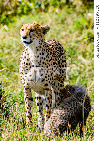 Cheetah Cub Big Five Cat Wildlife Wild Animals Savannah Grassland Wilderness Landscape Great Rift Valley Maasai Mara National Game Reserve Park Narok County Kenya East Africa Cheetah Cub Big Five Cat Wildlife Wild Animals Savannah Grassland Wilderness Landscape Great Rift Valley Maasai Mara National Game Reserve Park Narok County Kenya East Africa 112295320