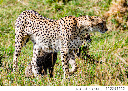 Cheetah Cub Big Five Cat Wildlife Wild Animals Savannah Grassland Wilderness Landscape Great Rift Valley Maasai Mara National Game Reserve Park Narok County Kenya East Africa Cheetah Cub Big Five Cat Wildlife Wild Animals Savannah Grassland Wilderness Landscape Great Rift Valley Maasai Mara National Game Reserve Park Narok County Kenya East Africa 112295322