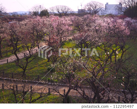 Plum Grove in Osaka Castle Park Plum Grove in Osaka Castle Park 112295497