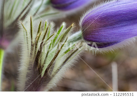 Pulsatilla slavica. Spring flower in the forest. A beautiful purple fluffy plant that blooms in early spring. Disappearing spring flowers Pulsatilla slavica. Spring flower in the forest. A beautiful purple fluffy plant that blooms in early spring. Disappearing spring flowers 112295531