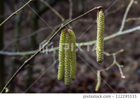 Common hazel Corylus avellana, in the spring blooms in the forest Common hazel Corylus avellana, in the spring blooms in the forest 112295535