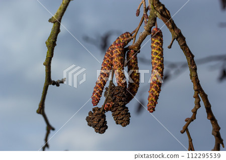 Small branch of black alder Alnus glutinosa with male catkins and female red flowers. Blooming alder in spring beautiful natural background with clear earrings and blurred background Small branch of black alder Alnus glutinosa with male catkins and female red flowers. Blooming alder in spring beautiful natural background with clear earrings and blurred background 112295539
