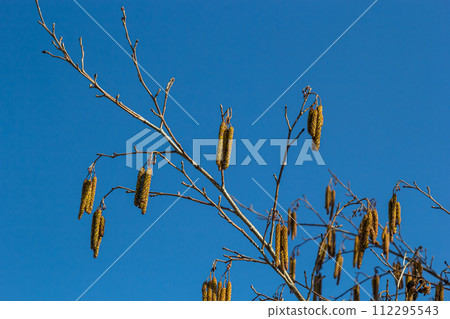 Small branch of black alder Alnus glutinosa with male catkins and female red flowers. Blooming alder in spring beautiful natural background with clear earrings and blurred background 112295543