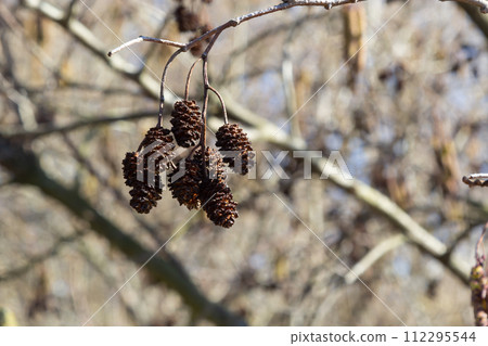Small branch of black alder Alnus glutinosa with male catkins and female red flowers. Blooming alder in spring beautiful natural background with clear earrings and blurred background Small branch of black alder Alnus glutinosa with male catkins and female red flowers. Blooming alder in spring beautiful natural background with clear earrings and blurred background 112295544
