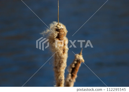 Cattails bulrush Typha latifolia beside river. Closeup of blooming cattails during early spring snowy background. Flowers and seed heads of fluffy cattail Cattails bulrush Typha latifolia beside river. Closeup of blooming cattails during early spring snowy background. Flowers and seed heads of fluffy cattail 112295545