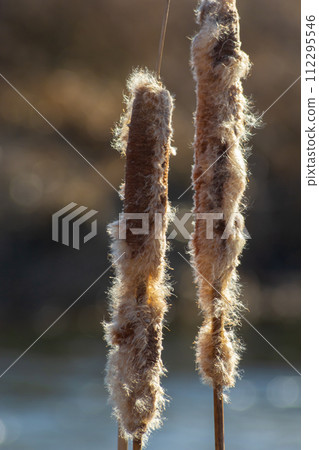 Cattails bulrush Typha latifolia beside river. Closeup of blooming cattails during early spring snowy background. Flowers and seed heads of fluffy cattail Cattails bulrush Typha latifolia beside river. Closeup of blooming cattails during early spring snowy background. Flowers and seed heads of fluffy cattail 112295546