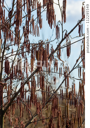 Small branch of black alder Alnus glutinosa with male catkins and female red flowers. Blooming alder in spring beautiful natural background with clear earrings and blurred background 112295549