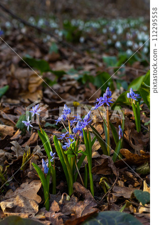 Scilla bifolia, the alpine squill or two-leaf squill, is a herbaceous perennial plant of the family Asparagaceae. Art photo of the early flowering plant Scilla bifolia, the alpine squill 112295558