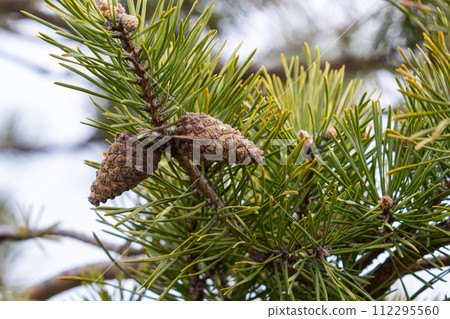 A pine branch in a natural environment. blackjack pine cones on twig closeup, beautiful natural background 112295560