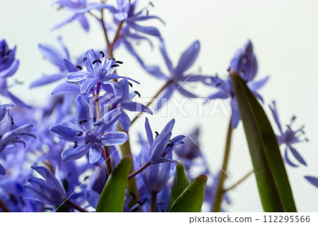 Beautiful blue flowers snowdrops Scilla bifolia alpine squill, two-leaf squill on a white background with space for text. Spring decoration 112295566